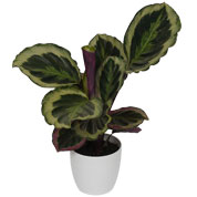 Calathea 'Shinestar' + Cachep Branco